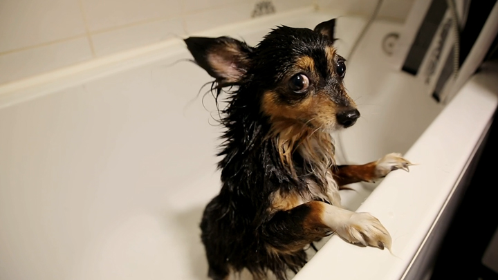 Music Video: Pets (Porno for Pyros Cover)